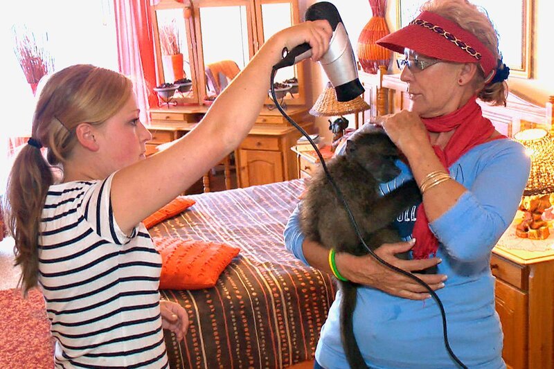 ARD/​SWR DAS WAISENHAUS FÜR WILDE TIERE FOLGE 31, „Abenteuer Afrika“, SWR Dokuserie mit 40 Folgen, deren Schauplatz die Tierrettungsstation „Harnas“ am Rand der afrikanischen Kalahari-Wüste ist. Frisch gebadet wird der Affenjunge noch kurz geföhnt – und bekommt danach Windeln angelegt! – Bild: SWR