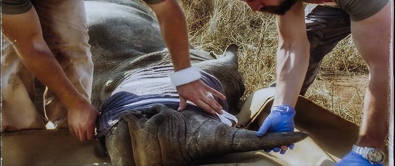 Nashornfarmer hoffen auf die Legalisierung des Verkaufs von Hörnern vom Nashorn. – Bild: ZDF und Premières Ligne