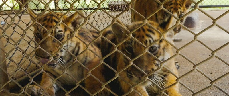 In Südostasien werden Tiger systematisch illegal gezüchtet. – Bild: ZDF und Premières Ligne