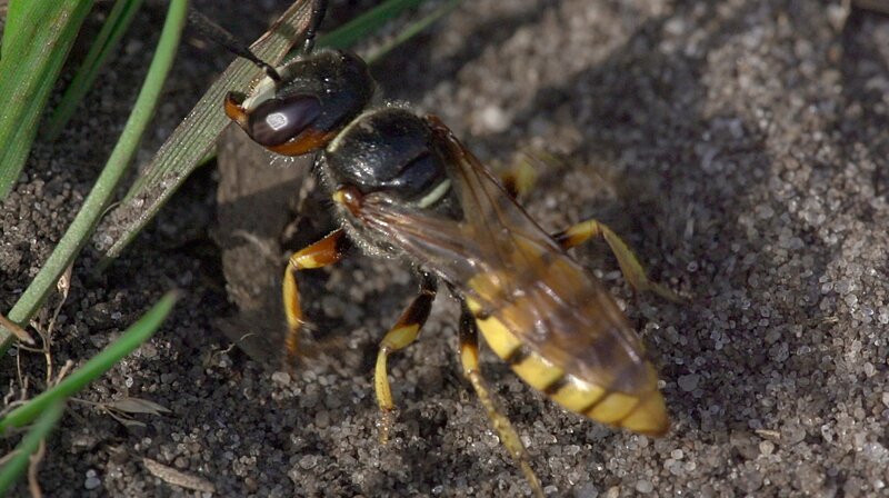 Der Bienenwolf ist eine Grabwespe, die Honigbienen jagt. – Bild: WDR/​Längengrad Filmproduktion
