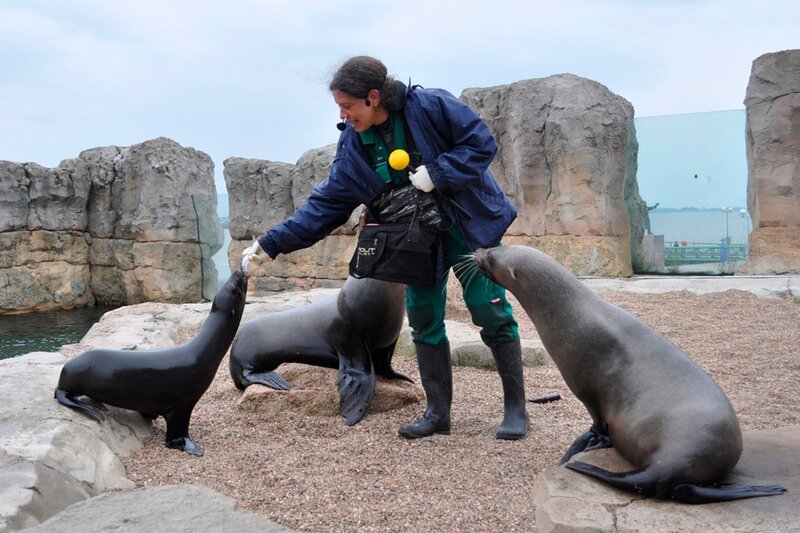 Seebärentraining im Zoo am Meer Bremerhaven. – Bild: Radio Bremen/​Volkmar Struessmann