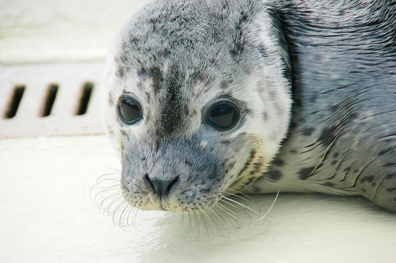 Heuler Odin geht es schlecht. – Bild: Volkmar Strueßmann