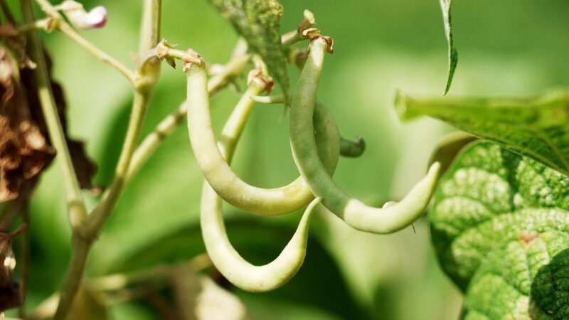 Fisolen wachsen in der City Farm. – Bild: ORF/​Steiner Familyentertainment