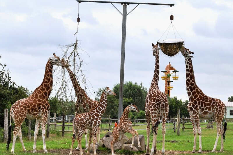 Giraffenfamilie mit Nachwuchs. – Bild: RB/​Jaderpark