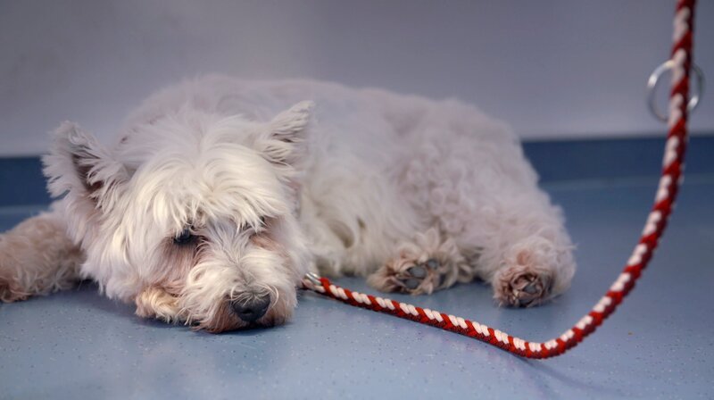 Westhighland Terrier Donna hat zwei Kilo abgenommen. Ein Fremdkörper steckt in ihrer Speiseröhre. – Bild: NDR/​Doclights GmbH 2020