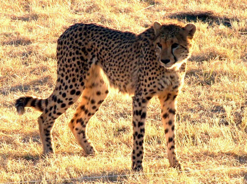 ARD/​SWR DAS WAISENHAUS FÜR WILDE TIERE FOLGE 30, „Abenteuer Afrika“, Diese aus dem Winterschlaf erwachte große Echse wird aus dem Gepardenkäfig gerettet. Die Geparde bekommen einen Apparat zum Trainieren ihrer Jagdinstinkte. – Bild: SWR
