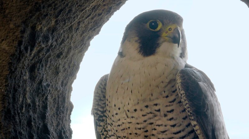 Seltene Wanderfalken brüten auf dem Truppenübungsplatz. – Bild: WDR/​Längengrad Filmproduktion