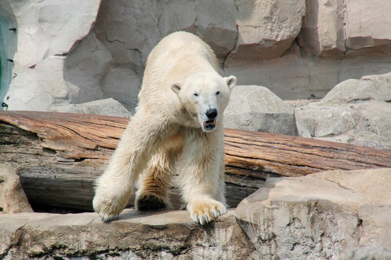 Eisbär Lloyd sieht heute zum ersten Mal Eisbärin Valeska. – Bild: Volkmar Strueßmann
