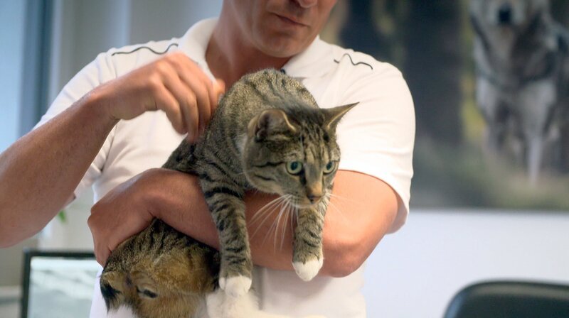Kater Jumper muss sich einer kniffligen Becken-OP unterziehen. Kann er danach endlich wieder normal aufs Katzenklo gehen? – Bild: NDR/​Doclights GmbH 2020