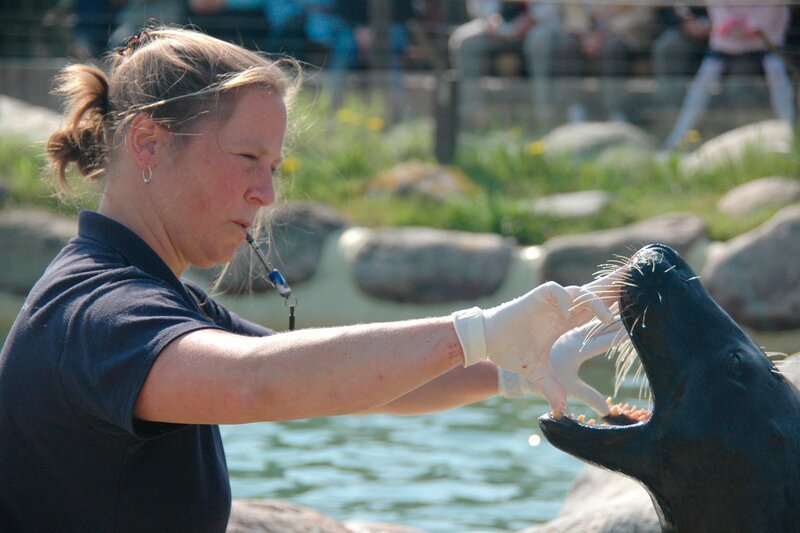 Kegelrobbe Juris zeigt Zähne. – Bild: RB/​Volkmar Strueßmann
