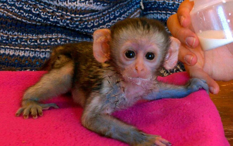 Das gerettete Affenkind entwickelt sich prächtig! – Bild: SWR