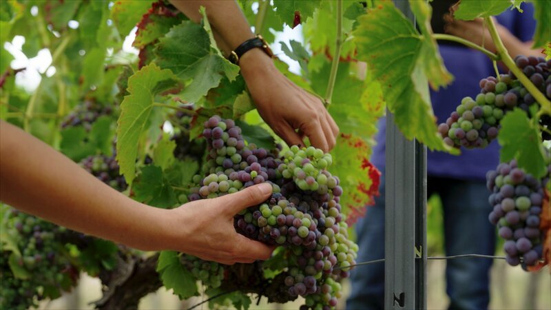  – Bild: Max Pflüger/​K22film /​ ZDF