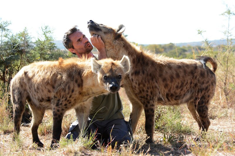 Kevin mit zwei Hyänen – ein Tier lässt sich das Kinn kraulen. – Bild: For Show Promotion Only