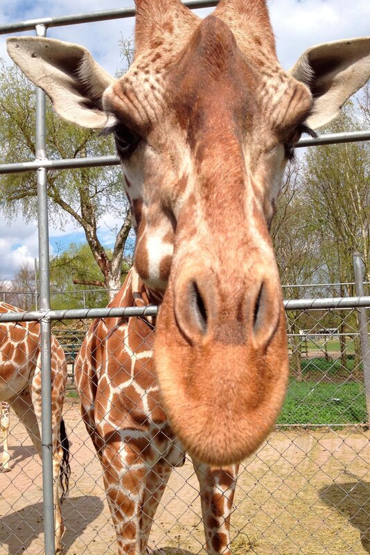 Die Giraffen bekommen ein größeres Gehege. – Bild: RB/​Jaderpark