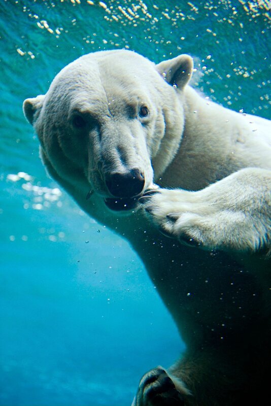 Lloyd muss sich heute von Eisbärin Victoria verabschieden. – Bild: RB/​Achiv Zoo am Meer, Bremerhaven