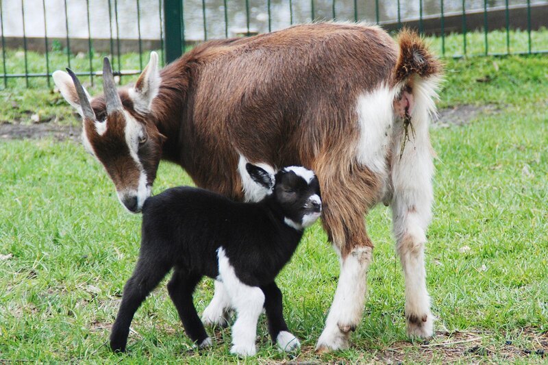 Sorgen um den Zwergziegennachwuchs. – Bild: RB/​Jaderpark