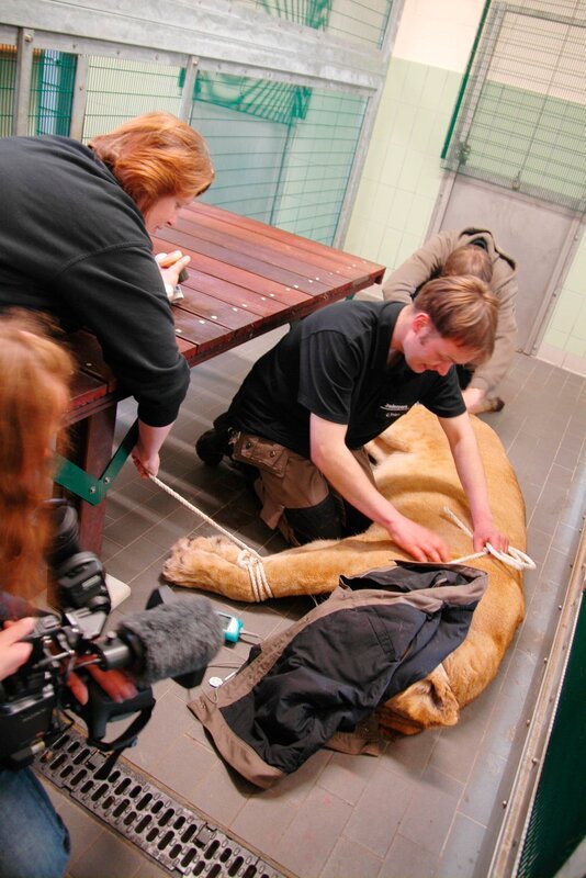 Tierpflegerin Tanja Rosenberg päppelt die geschwächten Tiere auf. – Bild: Radio Bremen