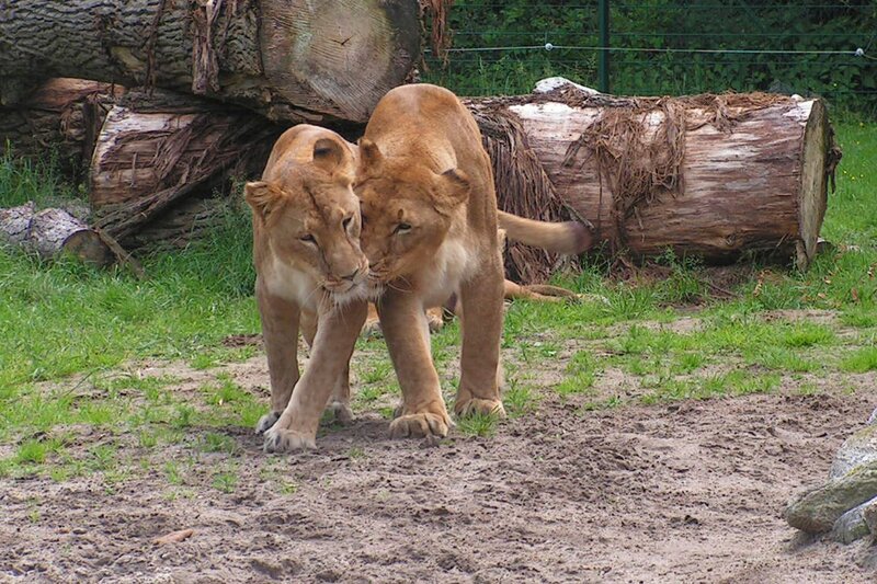 Die Löwen sind endlich zurück im Aussengehege. – Bild: RB/​Jaderpark