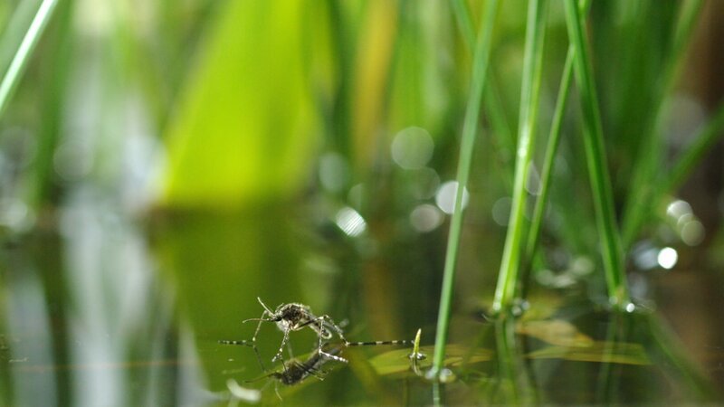 Keks trifft am See Steve Stechmücke. – Bild: ZDF