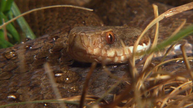 Keks trifft auf seiner Abenteuertour Karla Kreuzotter. – Bild: ZDF