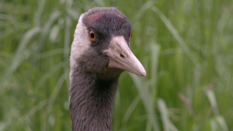 Keks entdeckt bei seiner Abenteuertour Konrad Kranich. – Bild: ZDF