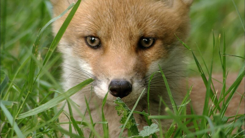 Hund Keks trifft im Wald Finya Fuchs und ihre Geschwister. – Bild: ZDF