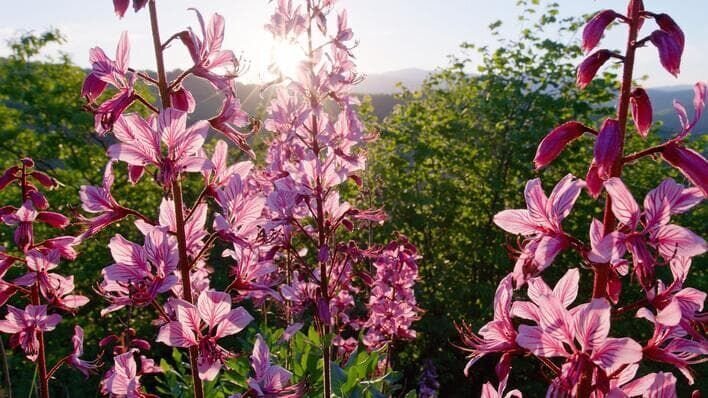 SENDER: ARD – SENDETITEL: Erlebnis Erde – UNTERTITEL:  Wildes Elsaß – CAPTION:  ARD/​SWR ERLEBNIS ERDE, „Wildes Elsaß“, am Sonntag (19.08.18) um 16:30 Uhr im ERSTEN..Vor rund 6.000 Jahren wanderten in einer Warmzeit viele Arten vom Mittelmeer und aus den Steppen des Ostens ins Elsass. Seither leben hier im Trockenrasen die Bunten, Bizarren, Seltenen. Zum Beispiel der Diptam, der „Brennende Busch“. So heißt er, weil sich seine verdampfenden ätherischen Öle an heißen Tagen selbst entzünden sollen..© SWR/​Tobias Mennle, honorarfrei – Verwendung gemäß der AGB im engen inhaltlichen, redaktionellen Zusammenhang mit genannter SWR-Sendung bei Nennung „Bild: SWR/​Tobias Mennle“ (S2). SWR-Presse/​Bildkommunikation, Baden-Baden, Tel: 07221/​929⁠–⁠23876, foto@swr.de – Bild: SWR/​Tobias Mennle