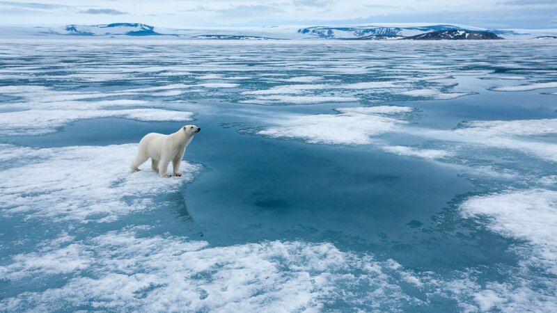 Eisbär wachsam auf Fjordeis   +++ – Bild: RTL /​ Worldwide, all media, in perpetuity /​ Globale Bedrohungen