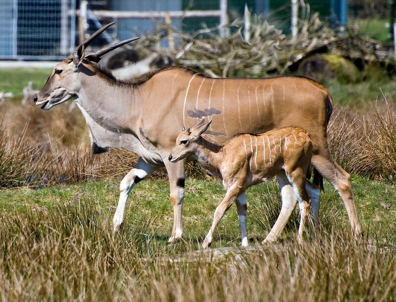 Nachwuchs bei den Elenantilopen. – Bild: Radio Bremen