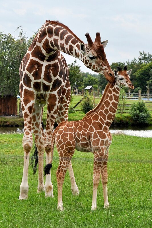 Giraffenparade. – Bild: Jaderpark