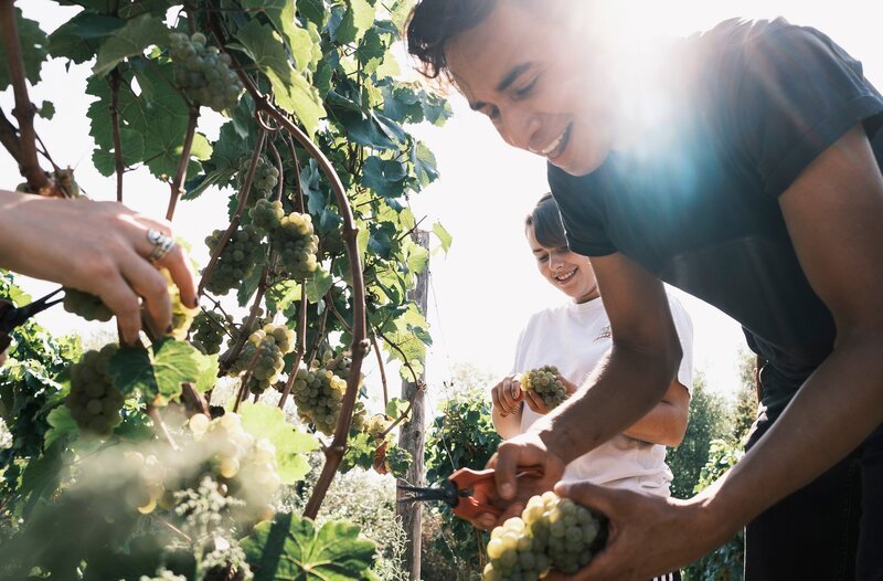 Jungwinzer Alex Saltaren Castro, 32 Jahre aus Cali (Kolumbien), baut in Oestrich-Winkel Riesling an. – Bild: HR/​Mathias Münch