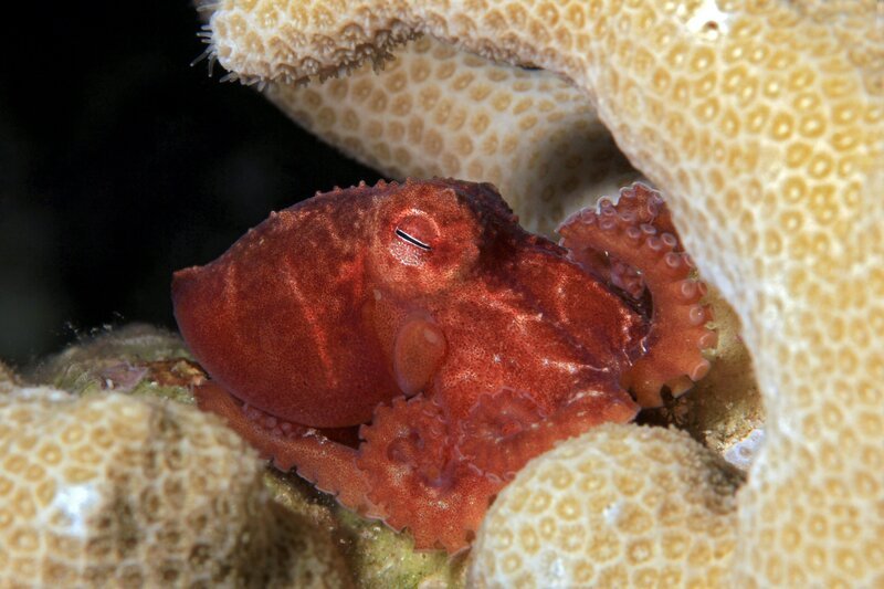 Wolfi Octopus in gelber Koralle. – Bild: ORF/​ZDF/​Daniel Lamborn