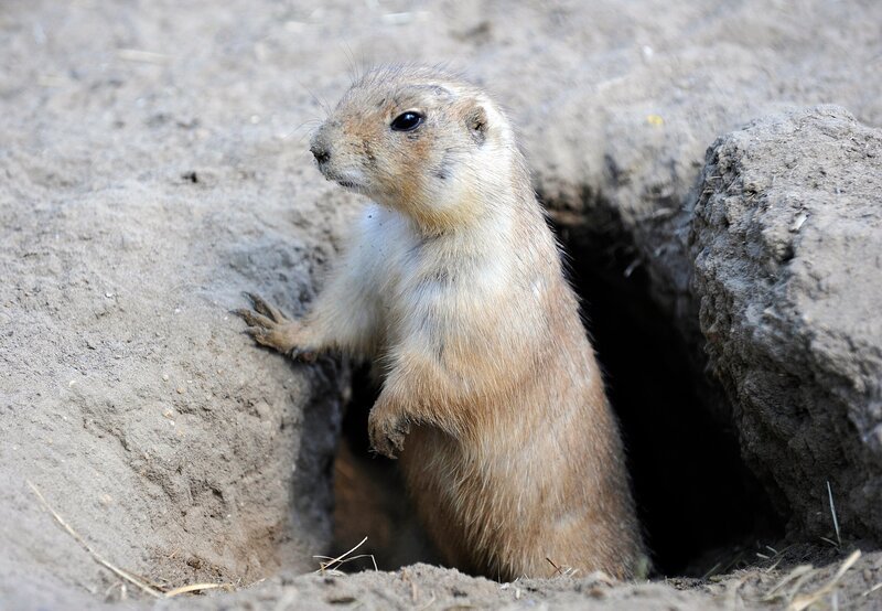 rbb Fernsehen PANDA, GORILLA & CO., TEIL 177, "Geschichten aus dem Zoo Berlin und dem Tierpark Berlin", am Freitag (15.04.11) um 20:15 Uhr. Achtung Stolpergefahr! Bei den Präriehunden ist alles untertunnelt. Auch der Zählappel gerät zu einem lustigen Ratespiel, denn ständig tauchen die Nager in ihre Höhlen ab. – Bild: rbb/​Thomas Ernst