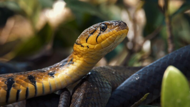 Helden der Evolution – Reptilien – In detailreichen Porträts erzählt die Reihe Helden der Evolution bildstark und packend vom Leben unterschiedlichster Spezies. Dabei bietet jede einzelne Folge erstaunliche Einblicke in das Verhalten faszinierender Arten und taucht stets unmittelbar ein in die Lebensräume der jeweiligen tierischen Protagonisten. Es geht um Erfolgsmodelle der Evolution, in dieser Folge zeigen wir atemberaubenden Bilder von Krokodilen und anderen Reptilienarten der Erde. – Bild: ORF/​ZDF/​Wild Thring Media
