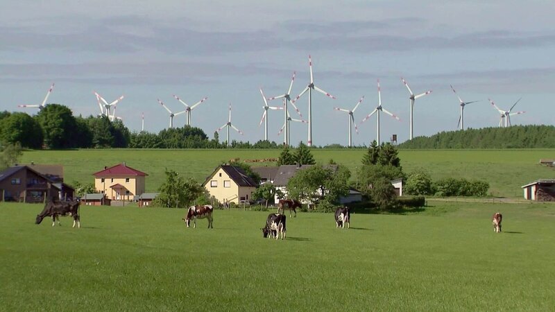 Seitdem der Mensch in der Eifel Regie führt, besetzen Kühe die tierische Hauptrolle. – Bild: Arte