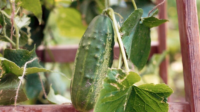 „GartenKULT“, „Der gesunde Garten.“ Der Mensch hat seit jeher das Bedürfnis nach gesunder Nahrung, von der er genau weiß, woher sie kommt. Biologisches Gemüse selbst anbauen erfordert aber Wissen. Welche Gemüsearten vertragen sich? Was braucht viel Dünger, was weniger? In einer neuen Folge von „GartenKULT“ geben Gartenprofi Josef Starkl und Moderatorin Katharina Gritzner die Antworten und zeigen mit zahlreichen praktischen Tipps und Tricks, wie der gesunde Garten gedeiht. – Bild: ORF/​STARKL!film