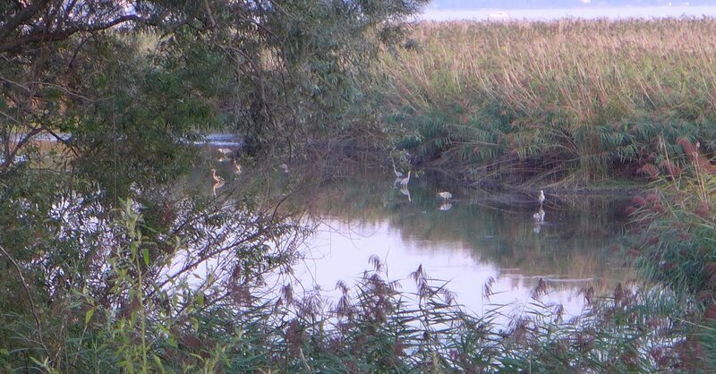 Graureiher am Lago Maggiore. – Bild: BR/​Andrea Rüthlein