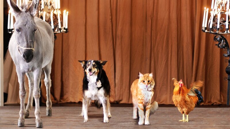 Esel, Hund, Katze und Hahn als „Bremer Stadtmusikanten“ aus dem gleichnamigen Märchen der Gebrüder Grimm – Bild: ZDF und Radio Bremen