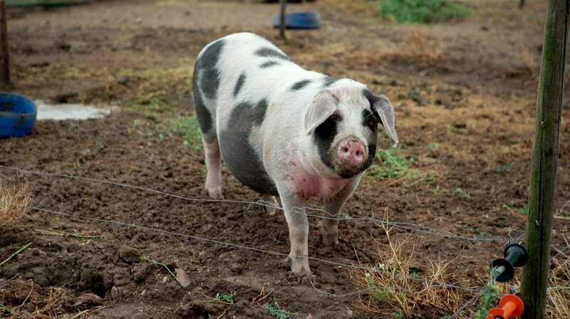 Auf dem Hof von Familie Bornheimer-Schwalbach im rheinhessischen Gau-Bickelheim leben rund 70 Bunte Bentheimer-Schweine. – Bild: SWR