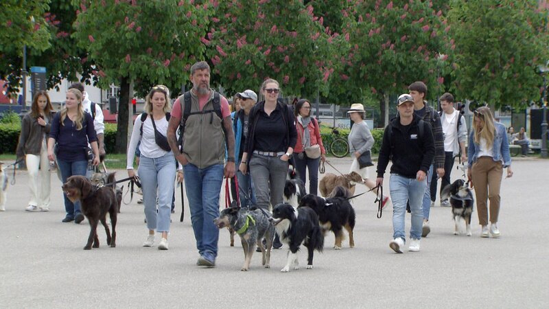 Laut Statistik Austria lebt in jedem zehnten Vorarlberger Haushalt mindestens ein Hund - Tendenz steigend. – Bild: ZDF und ORF/​ORF-Vorarlberg