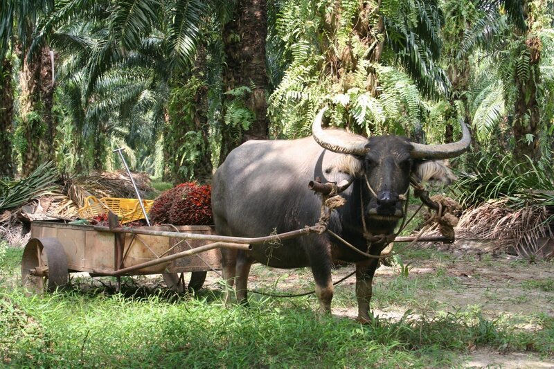 Palm oil. – Bild: Discovery Communications, Inc.