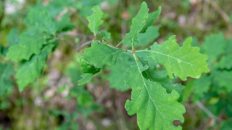 Die Eiche gehört zu den stattlichsten Bäumen unserer Heimat. – Bild: BR/​Philipp Kimmelzwinger