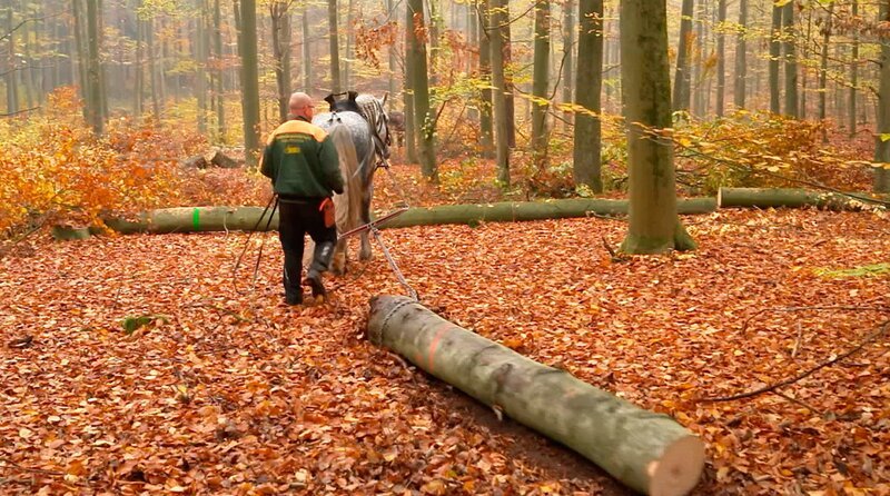 In der Schorfheide rückt Angang November Mario Kaufmann mit seinen Kaltblütern an, um gefällte Baumstämme zum Abtransport zurechtzulegen. Ein Knochenjob – für Mensch und Tier, aber waldschonend. Die Ausbildung der Arbeitspferde dauert zwei Jahre. – Im November beginnt die Saison der Rückepferde. Die Kaltblüter ziehen umweltschonend Stämme aus dem Wald. – Bild: rbb