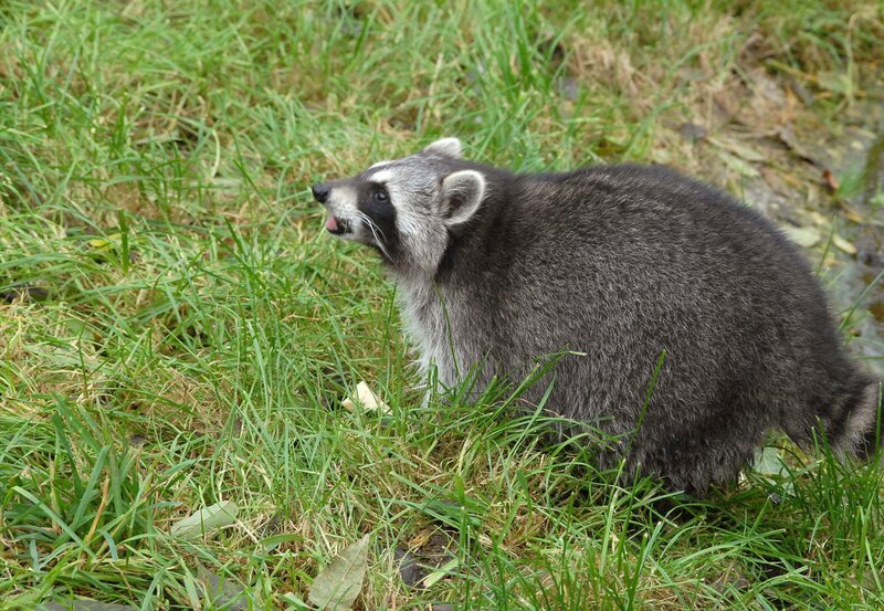 Dem Waschbären gelingt immer wieder die Flucht – sein Ziel ist das kranke Waschtierweibchen. – Bild: ARD/​Christa Köfer