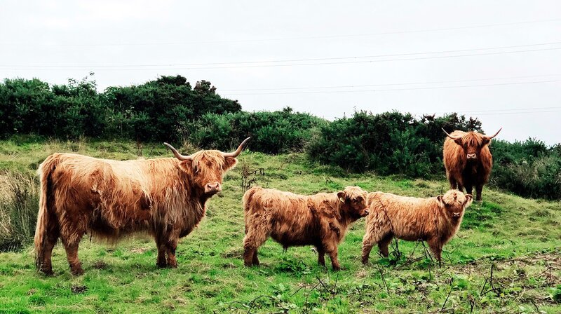 Hochland Rinder – Bild: NDR/​Babette Hnup