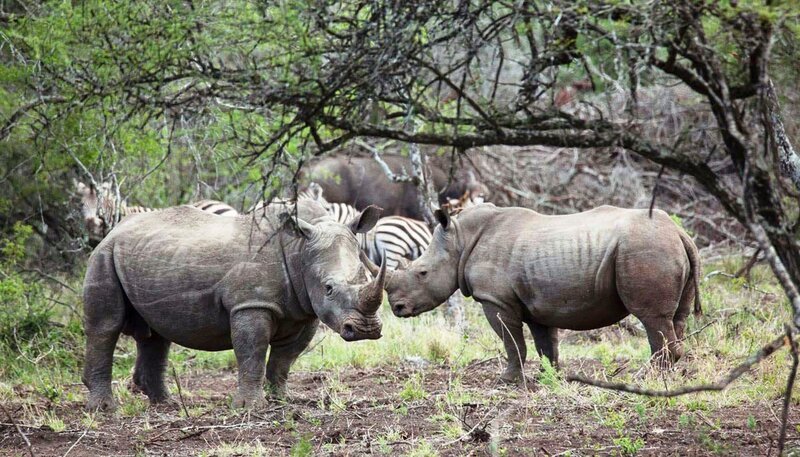 Nashörner in Amakhosi, Südafrika. – Bild: NDR/​NDR Naturfilm/​Doclights GmbH/​Michael Riegler