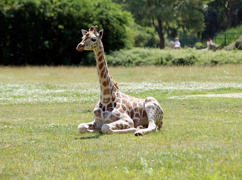 Giraffenkind im Tierpark Berlin. – Bild: rbb/​Conny Klein