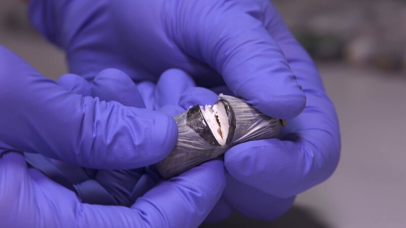 Border Control – Bild: CINE NATURALEZA Y TELEVISION S.L /​ Discovery Communications.