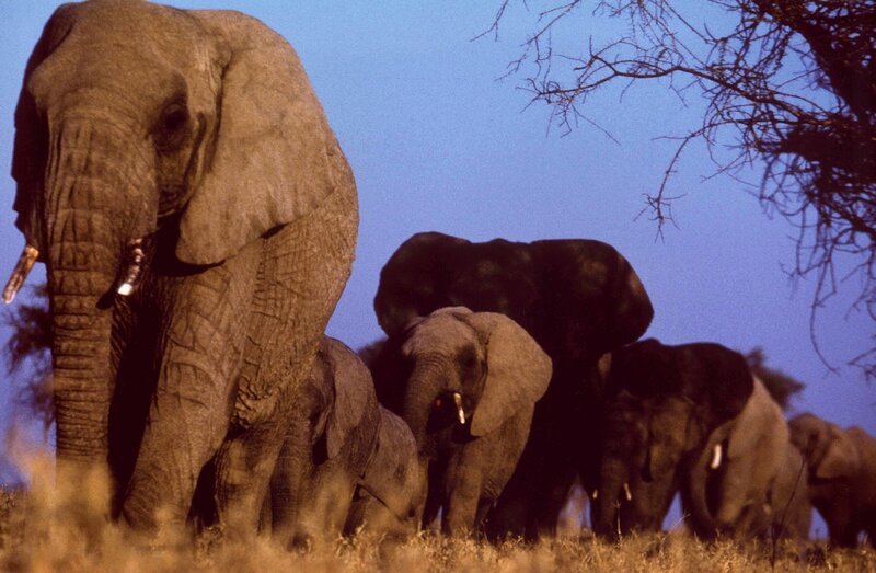 Wenn der große Elefant die Gruppe besucht, um die Kühe zu testen, verändert sich die Situation zum Vorteil für die gesamte Familien-Einheit. – Bild: BR /​ Reinhard Künkel