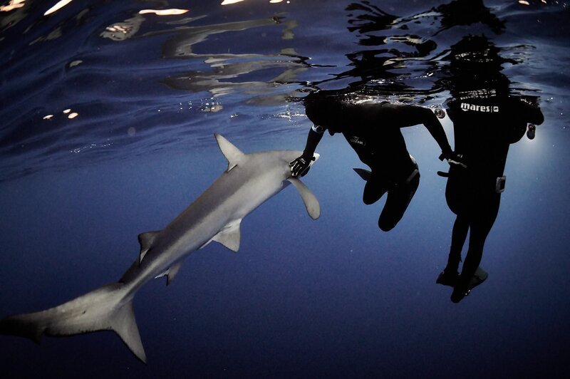 Taucher schwimmen mit Haien – Bild: RTL /​ Frederic Buyle /​ Folge 2
